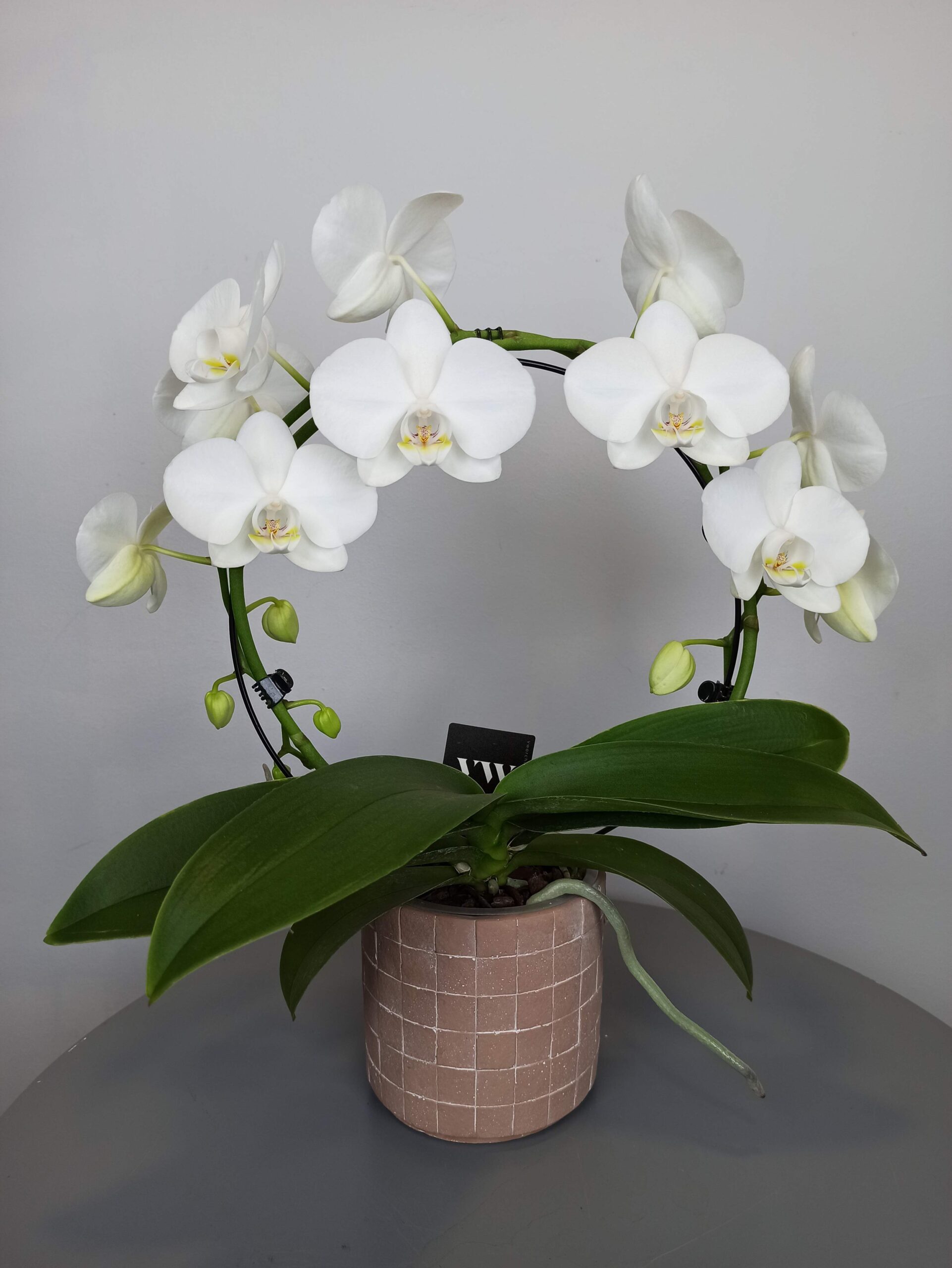 Orquídeas - Entrega domicilio en Sanxenxo, Pontevedra, O Grove