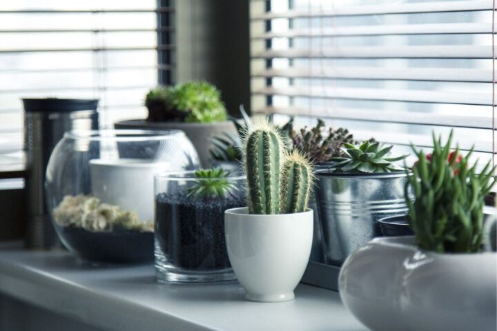 Decorar con plantas en interiores, un concepto trendy y beneficioso Decorar con plantas en interiores, un concepto trendy y beneficioso