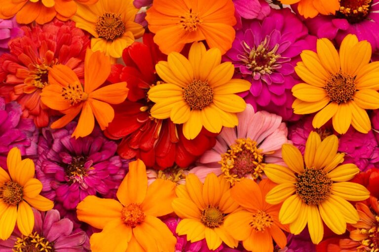 El significado del color de las flores, ¿qué mensaje esconde cada uno El significado del color de las flores, ¿qué mensaje esconde cada uno