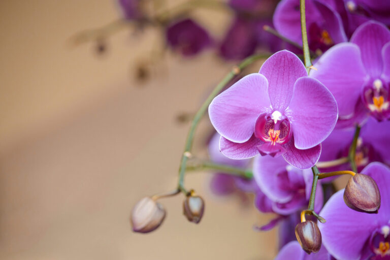 Orquídeas para regalar, cuál es su significado Orquídeas para regalar, cuál es su significado