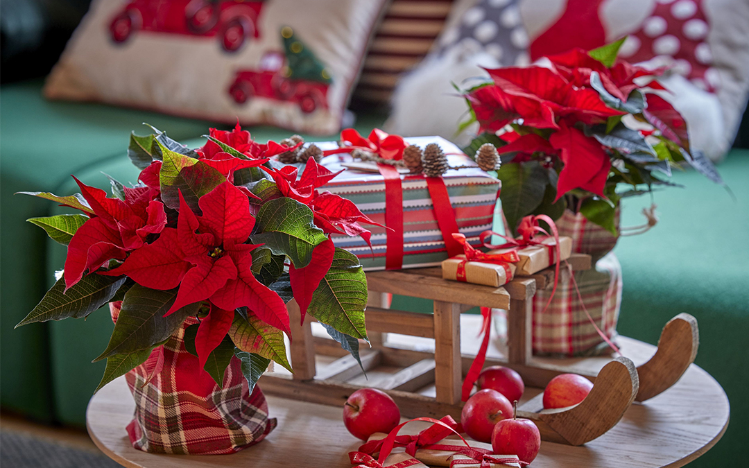 La flor de Pascua es típica de la Navidad.