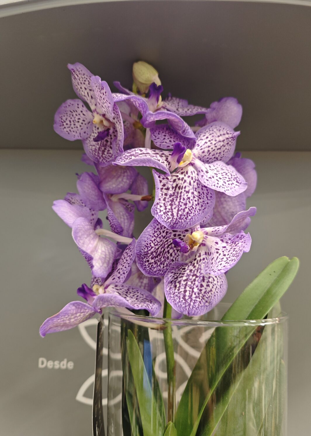 Orquídea Vanda con jarrón