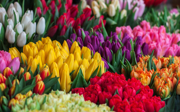 flores-primavera Tulipanes, una flor típica de la primavera.