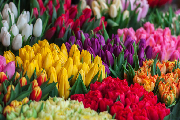flores-primavera Tulipanes, una flor típica de la primavera.