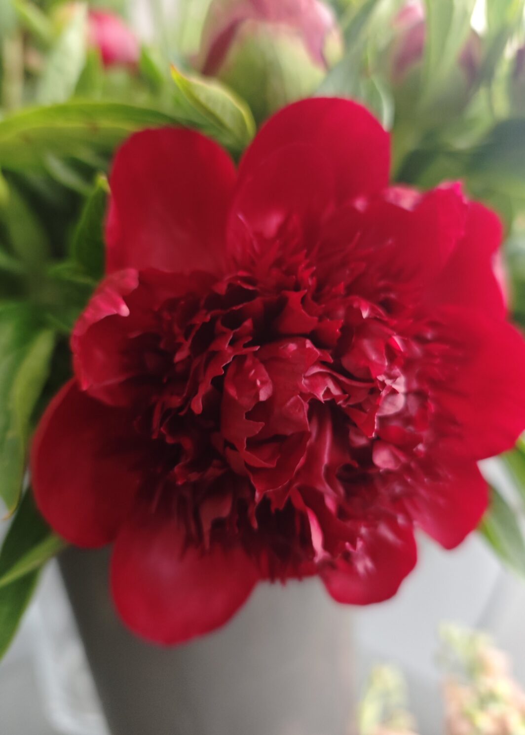 Peonía Red Charm