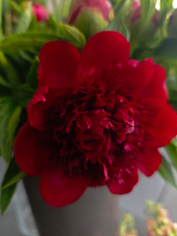 Peonía Red Charm