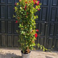 Dipladenia o Mandevilla XXL