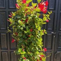 Dipladenia o Mandevilla XXL - Imagen 2
