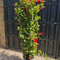 Dipladenia o Mandevilla XXL - Imagen 4