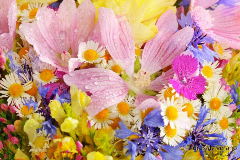 flores de verano