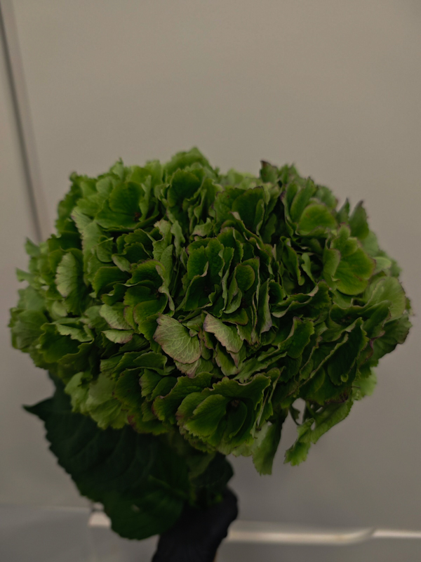 Hortensia Verde