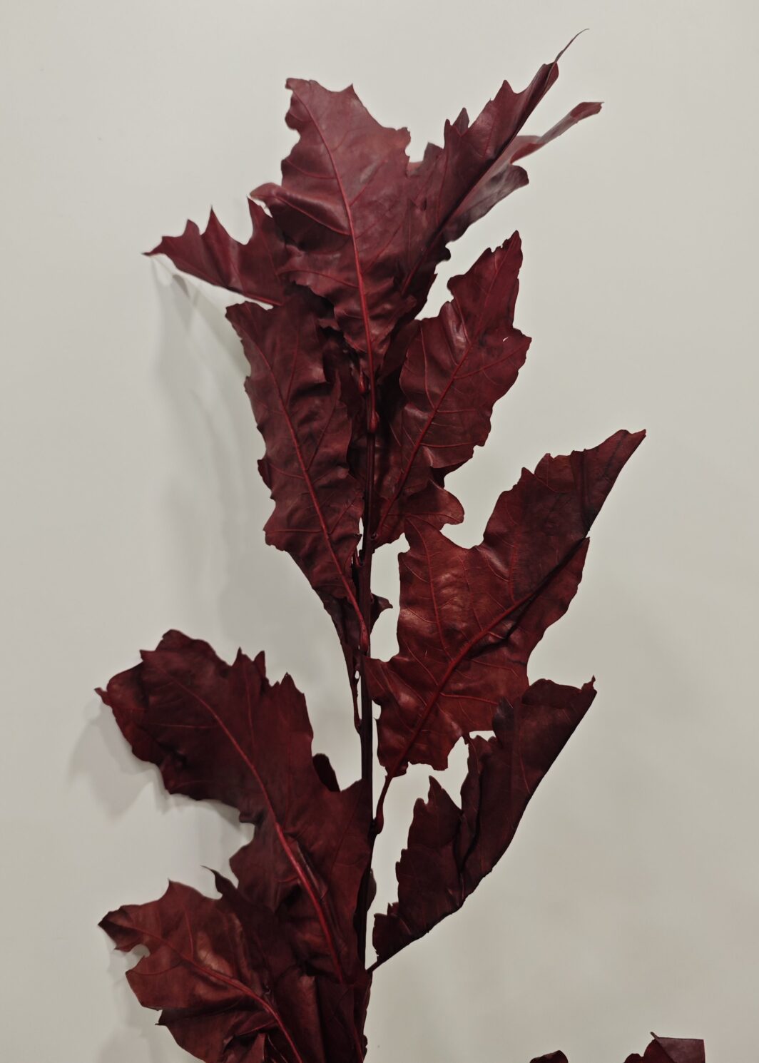 rama roble rojo preservado