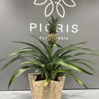 Ananá, Planta de Piña - Imagen 8