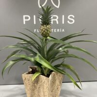Ananá, Planta de Piña - Imagen 4