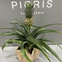 Ananá, Planta de Piña - Imagen 5