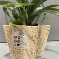 Ananá, Planta de Piña - Imagen 7