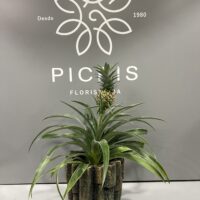 Ananá, Planta de Piña