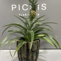 Ananá, Planta de Piña - Imagen 2