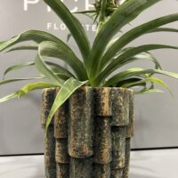 Ananá, Planta de Piña - Imagen 3