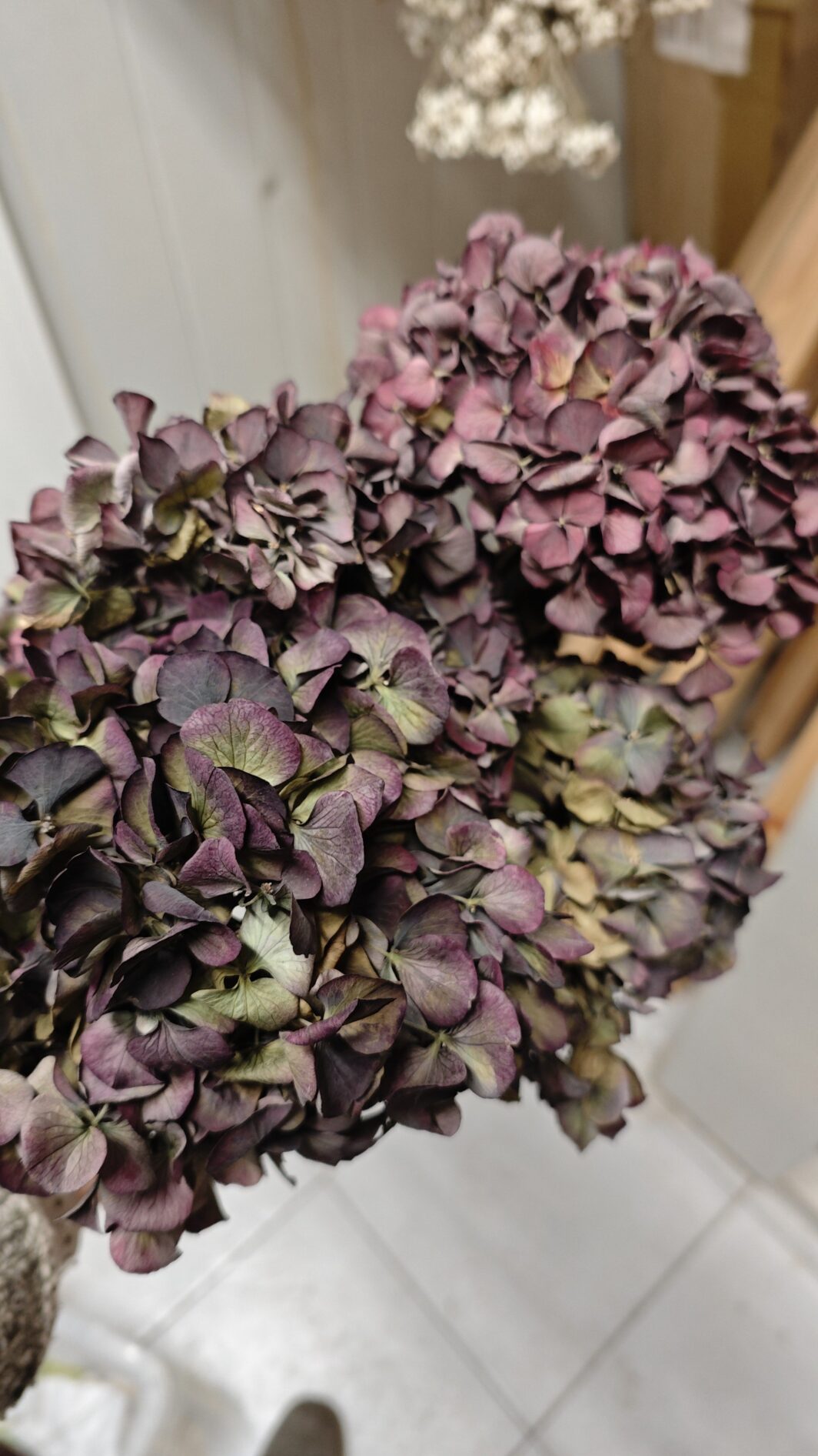 Hortensia seca granate morada