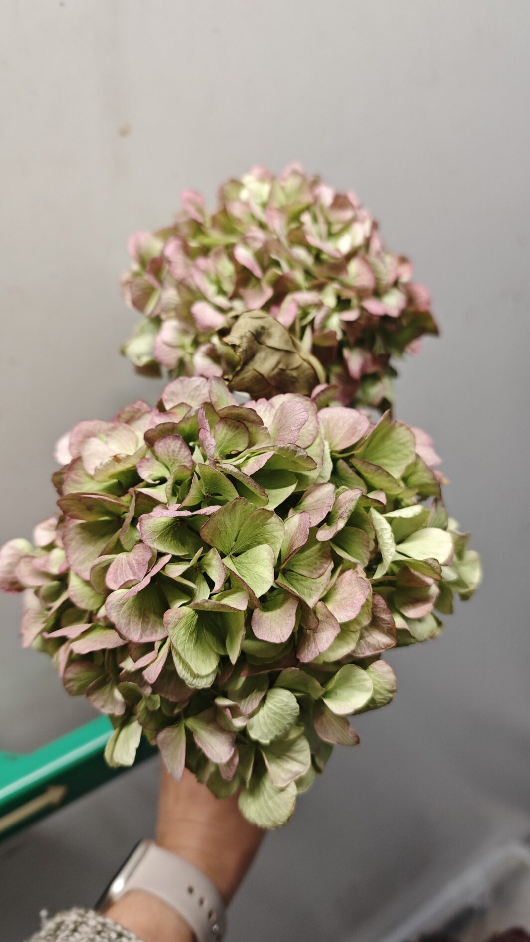 Hortensia seca - Imagen 3