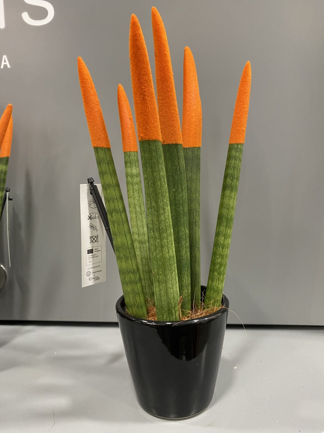 Sansevieria Velvet Touch Colores - Imagen 4