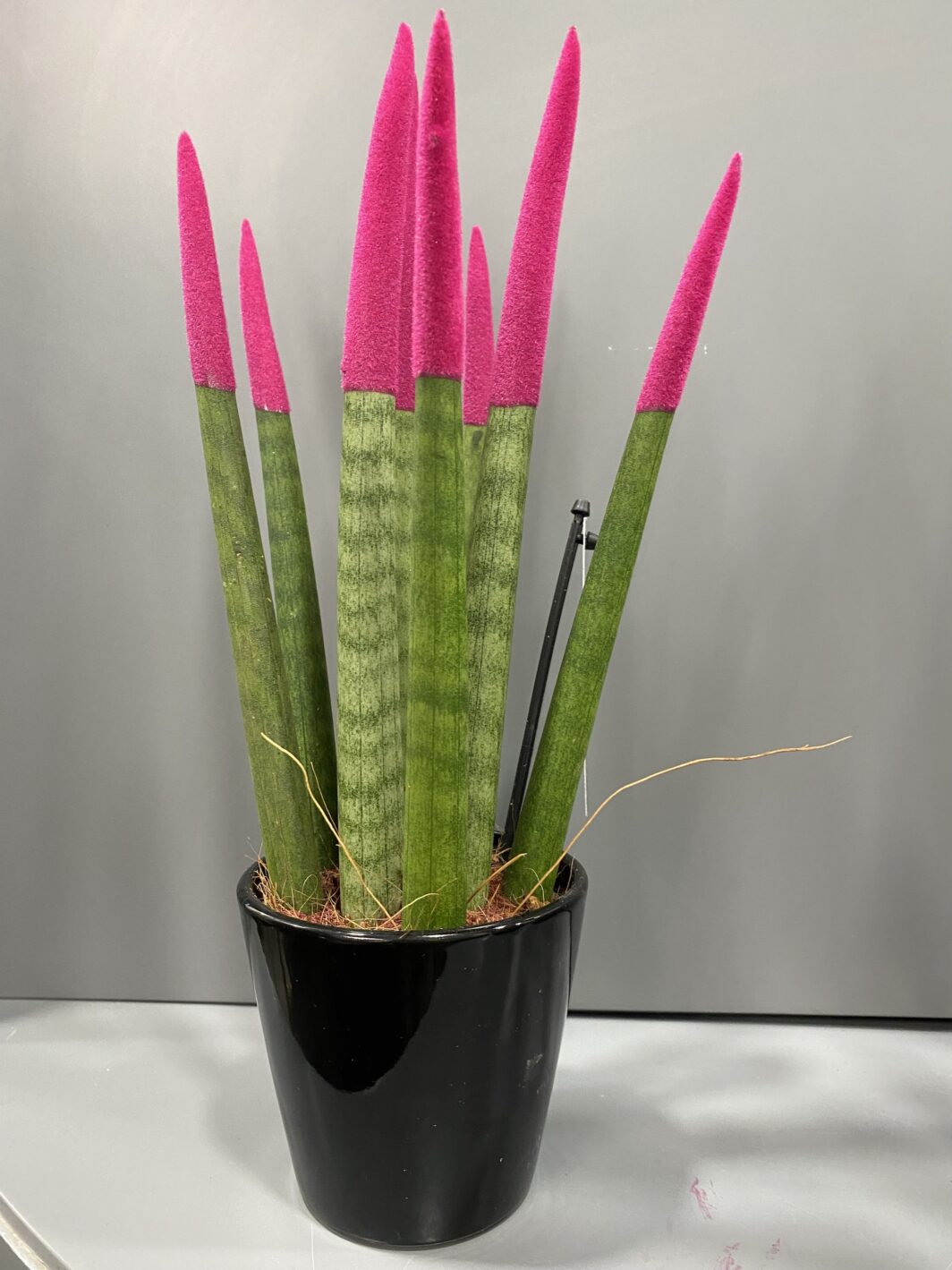 Sansevieria Velvet Touch Colores - Imagen 2