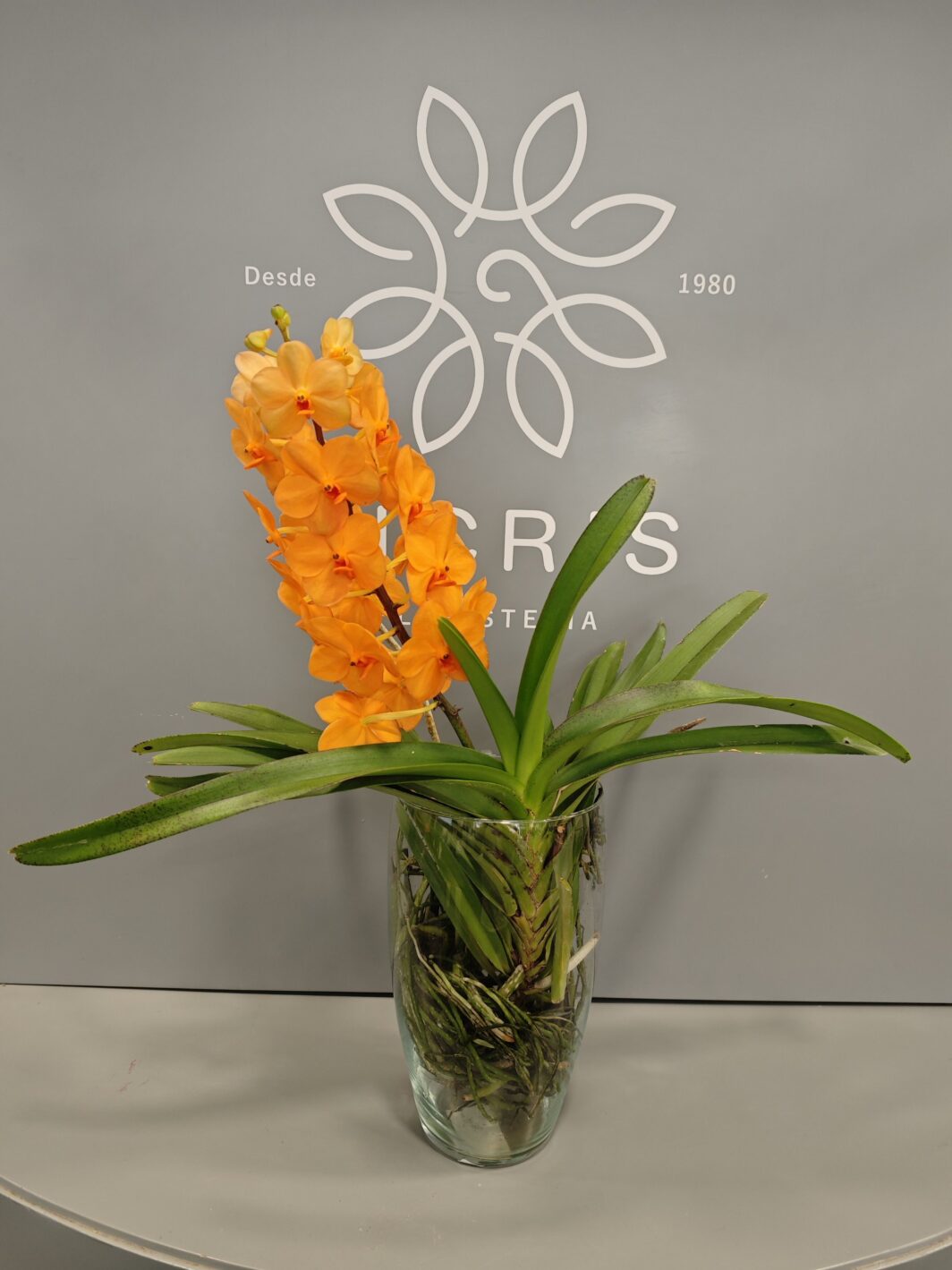 Orquídea Vanda Naranja - Imagen 2
