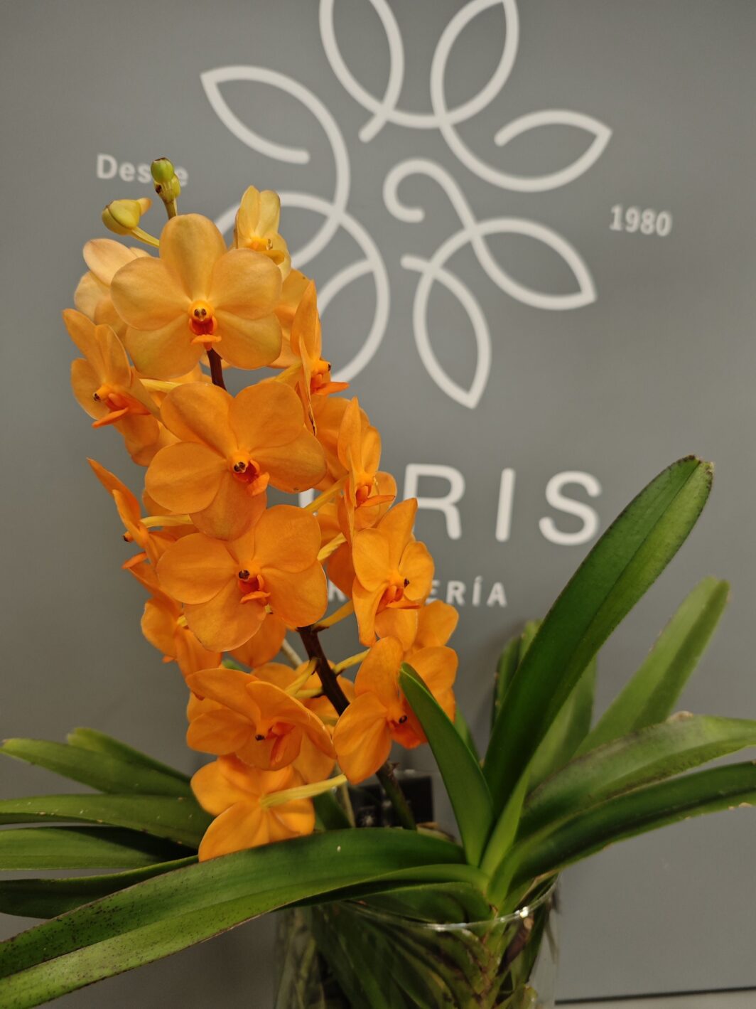 Orquídea Vanda Naranja