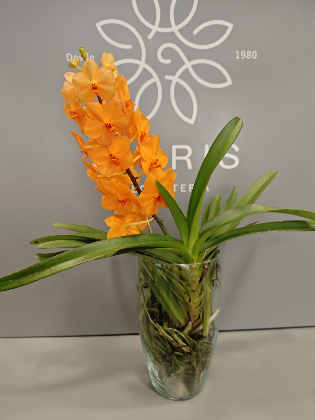 Orquídea Vanda Naranja - Imagen 3