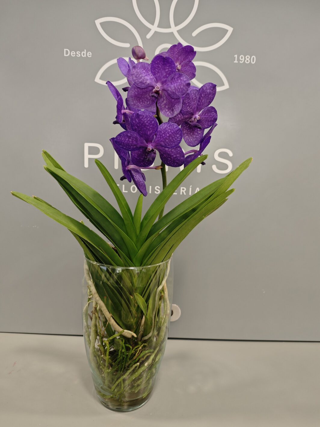 orquídea Vanda Morada - Imagen 2