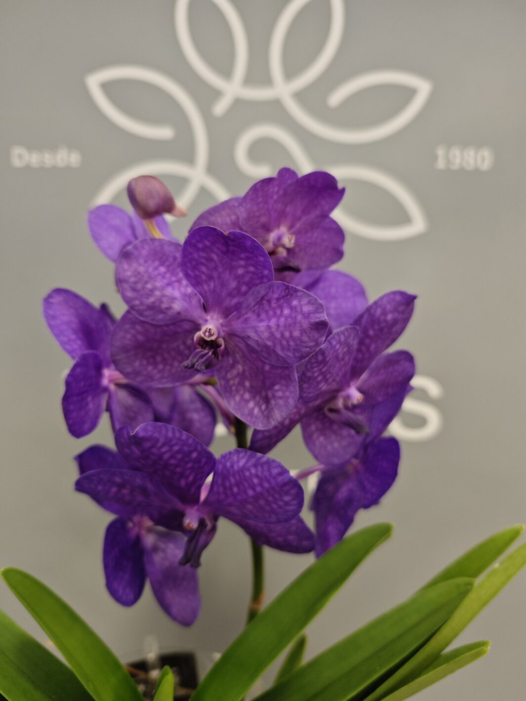 orquídea Vanda Morada - Imagen 3