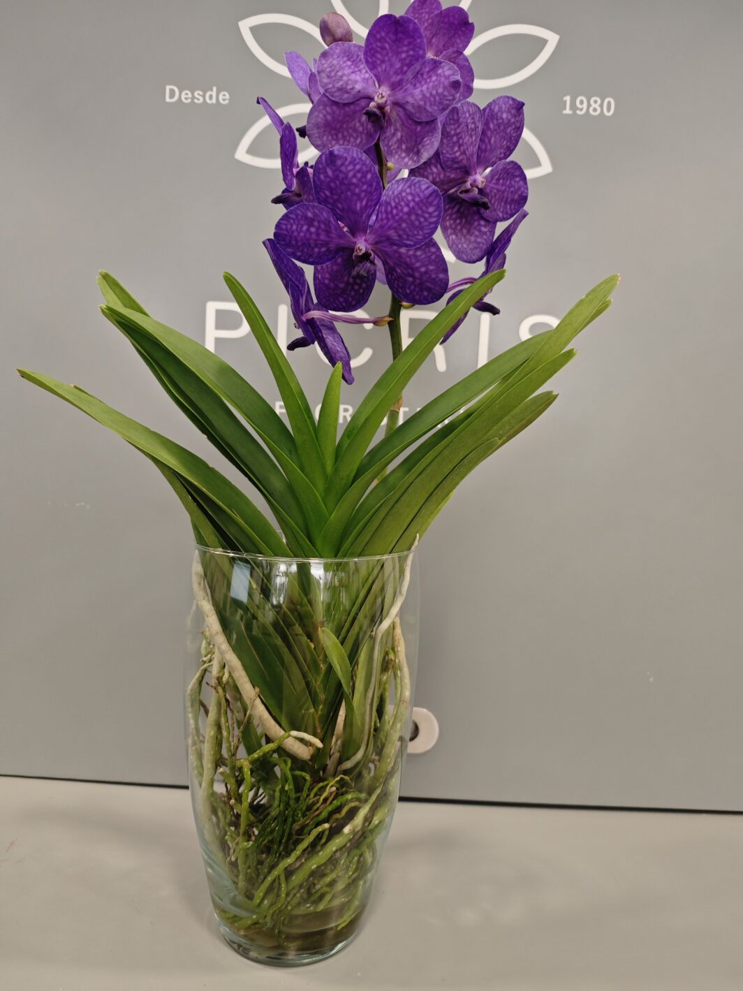 orquídea Vanda Morada