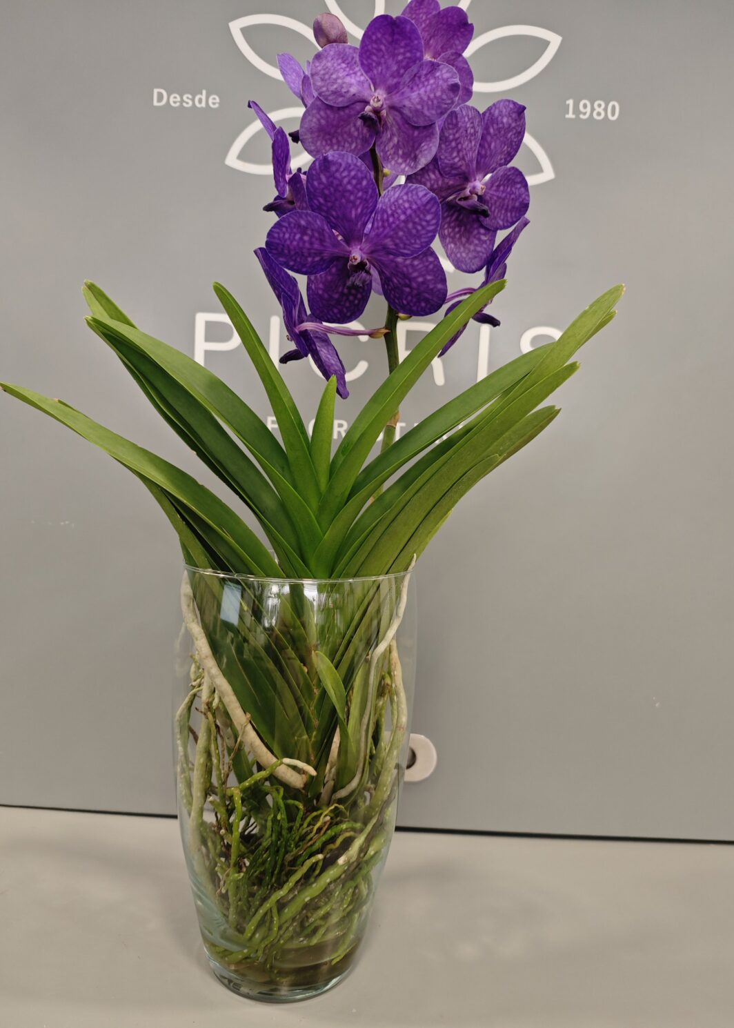 orquídea Vanda Morada