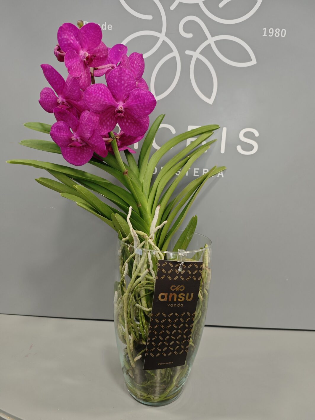 Orquídea Vanda Fucsia - Imagen 3
