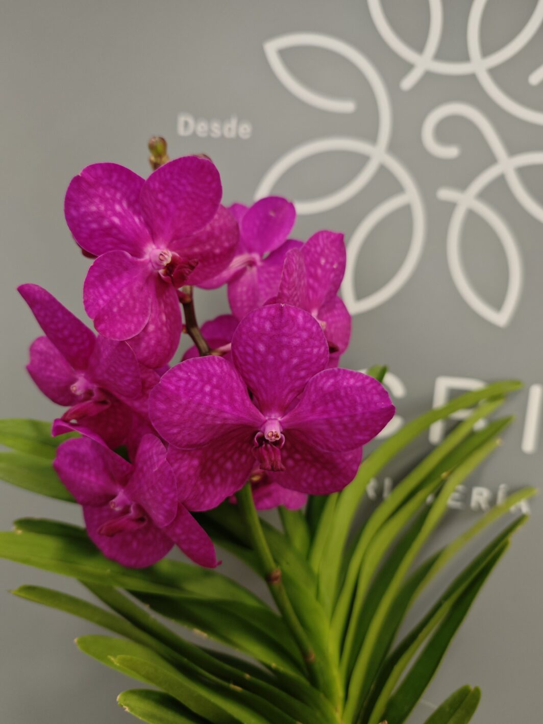 Orquídea Vanda Fucsia - Imagen 2