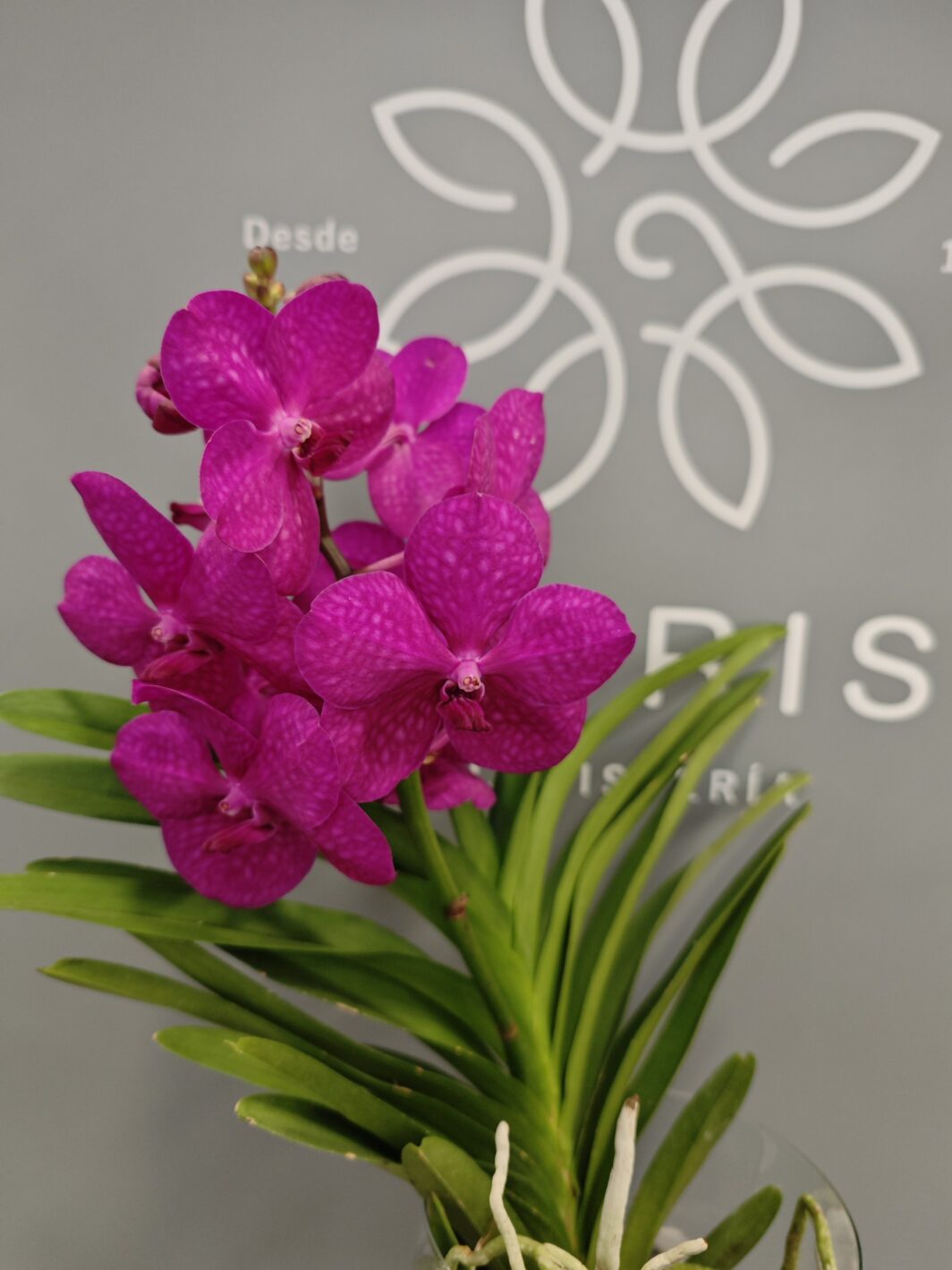 Orquídea Vanda Fucsia