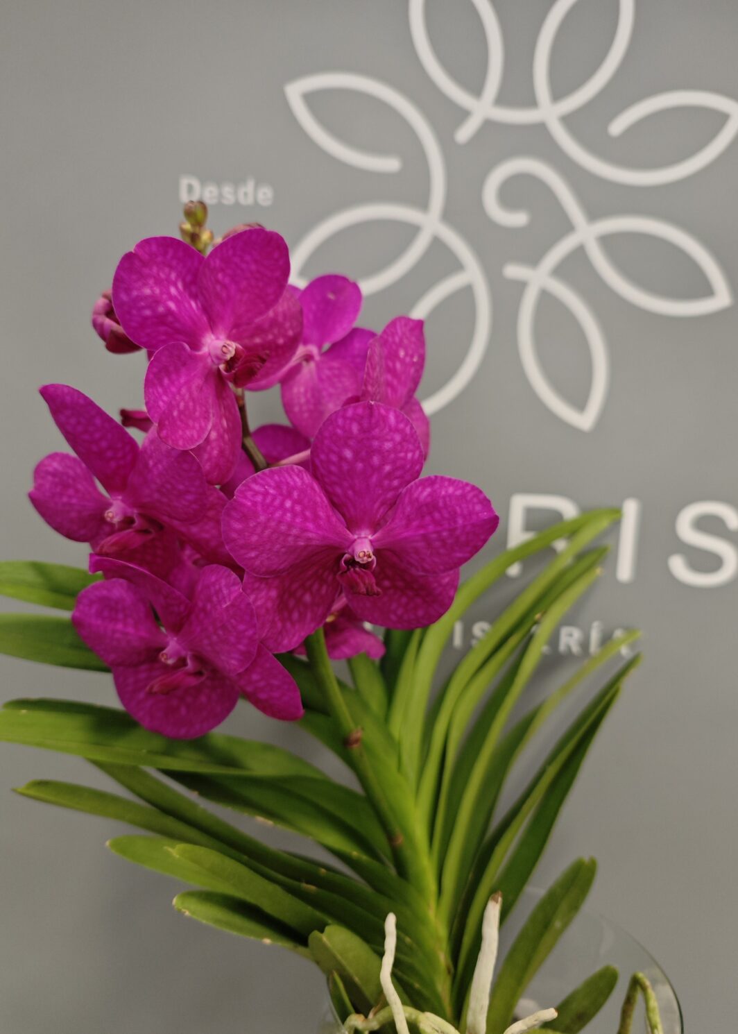 Orquídea Vanda Fucsia