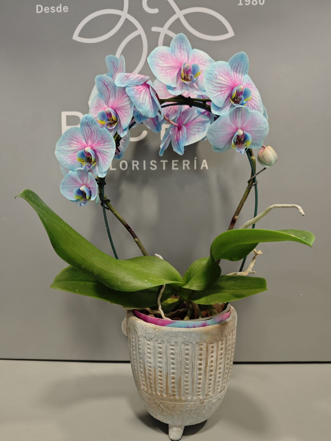 Arco doble Orquídea Bicolor Azul y Rosa - Imagen 2