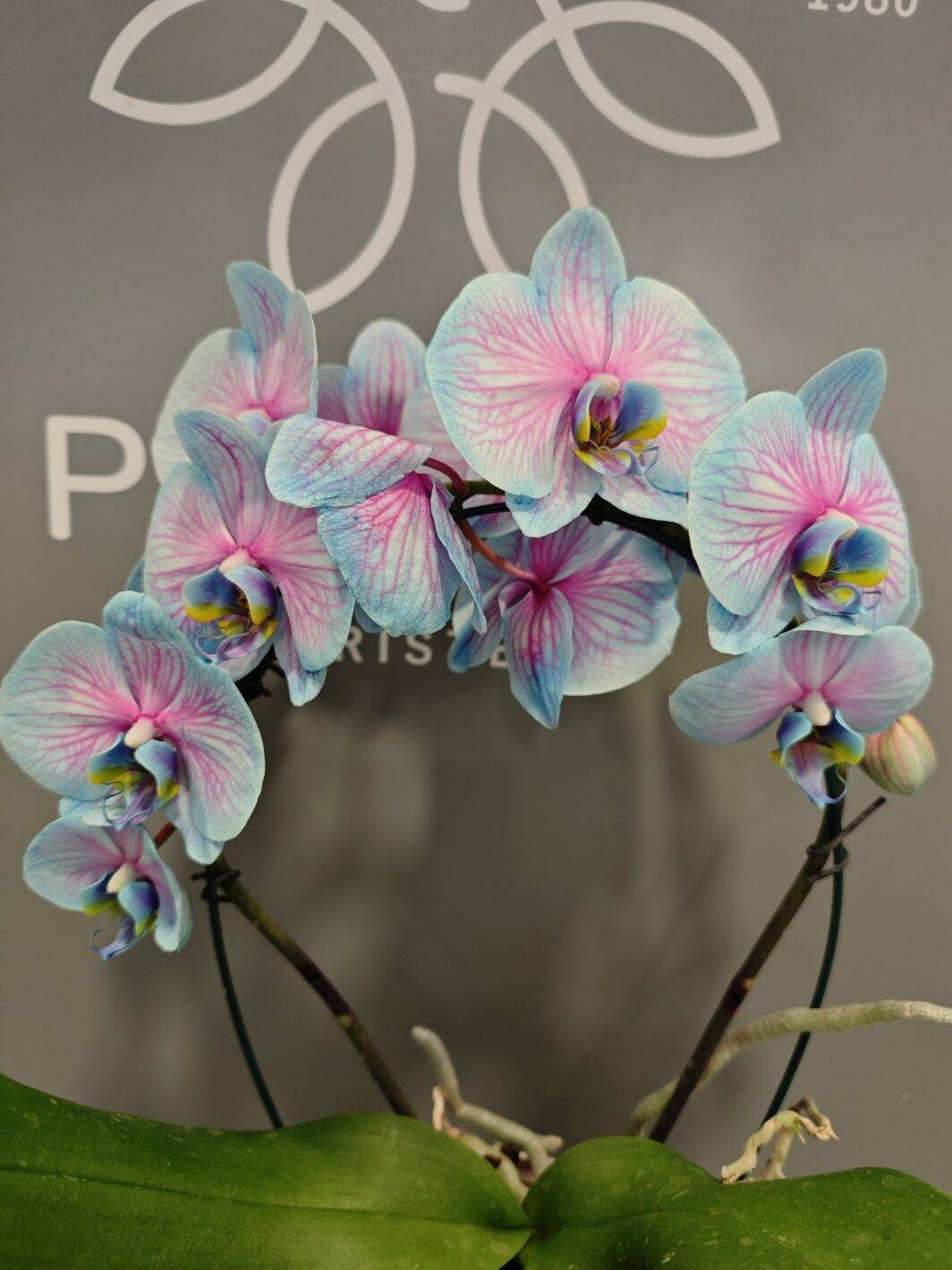 Arco doble Orquídea Bicolor Azul y Rosa