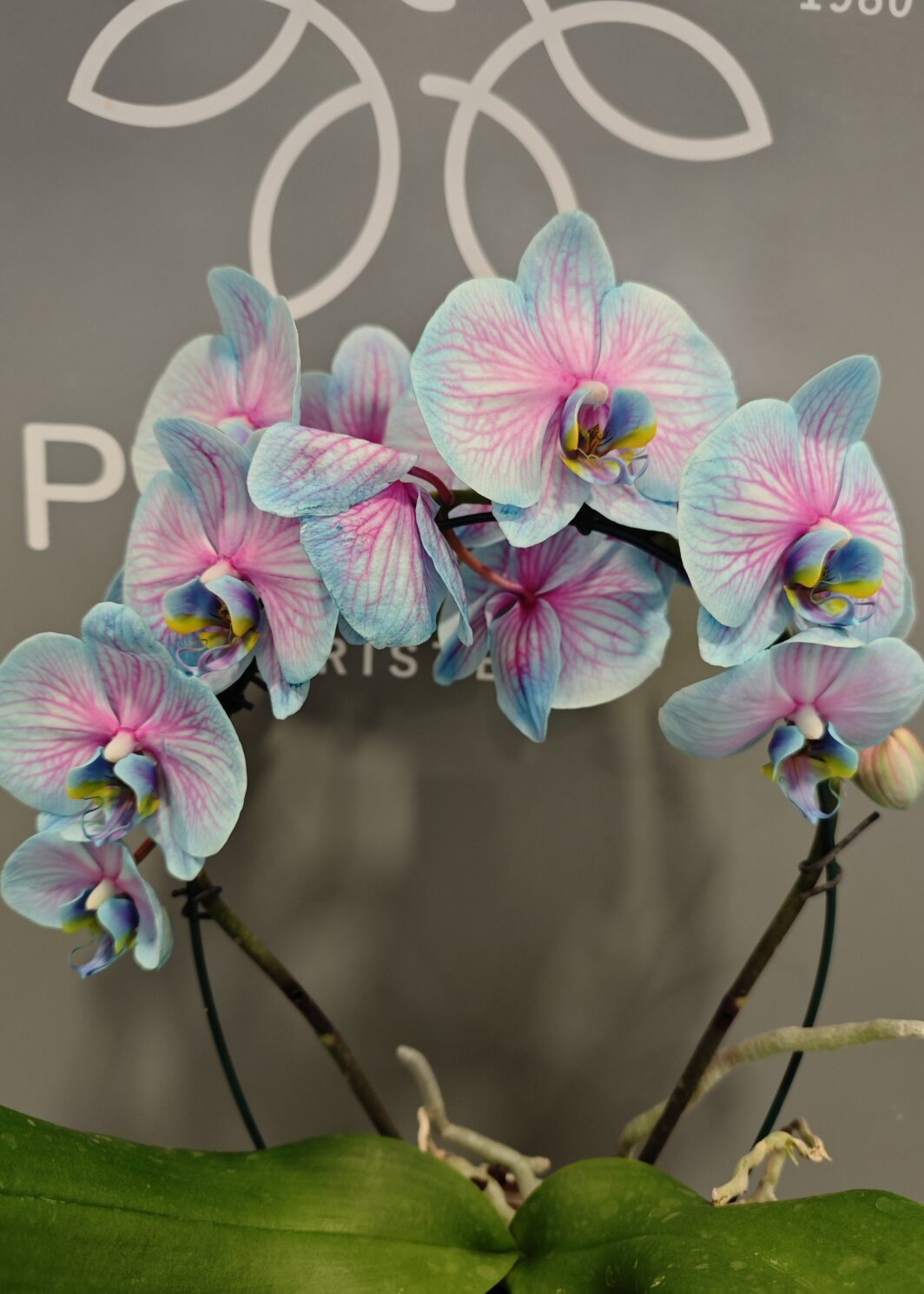 Arco doble Orquídea Bicolor Azul y Rosa
