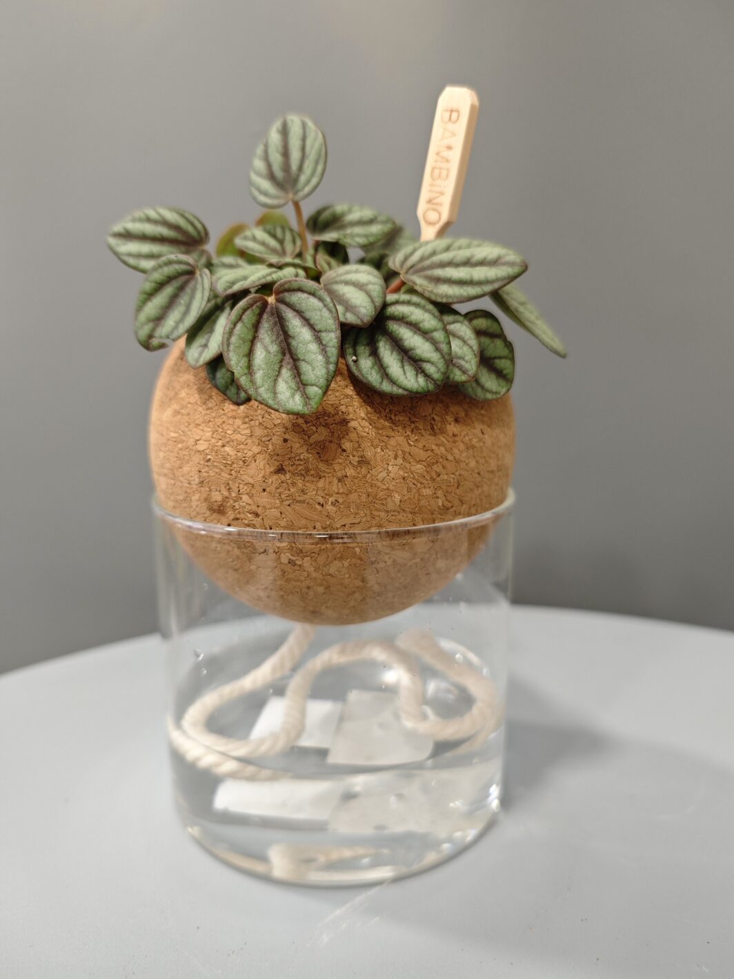 Peperomia en Autorriego - Imagen 2