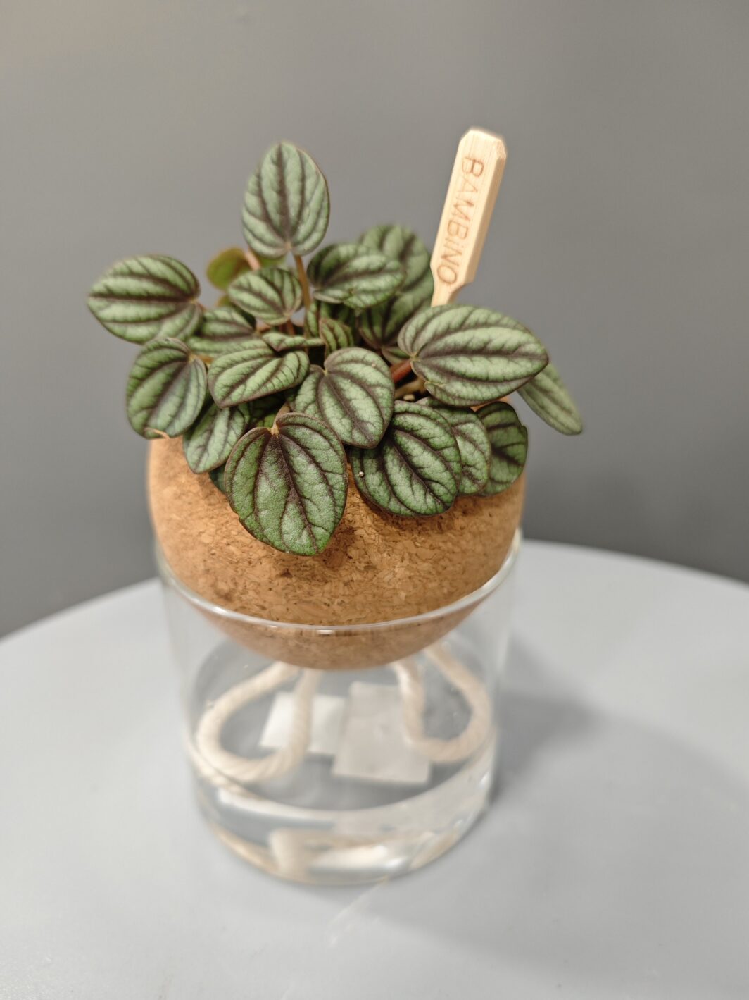 Peperomia en Autorriego