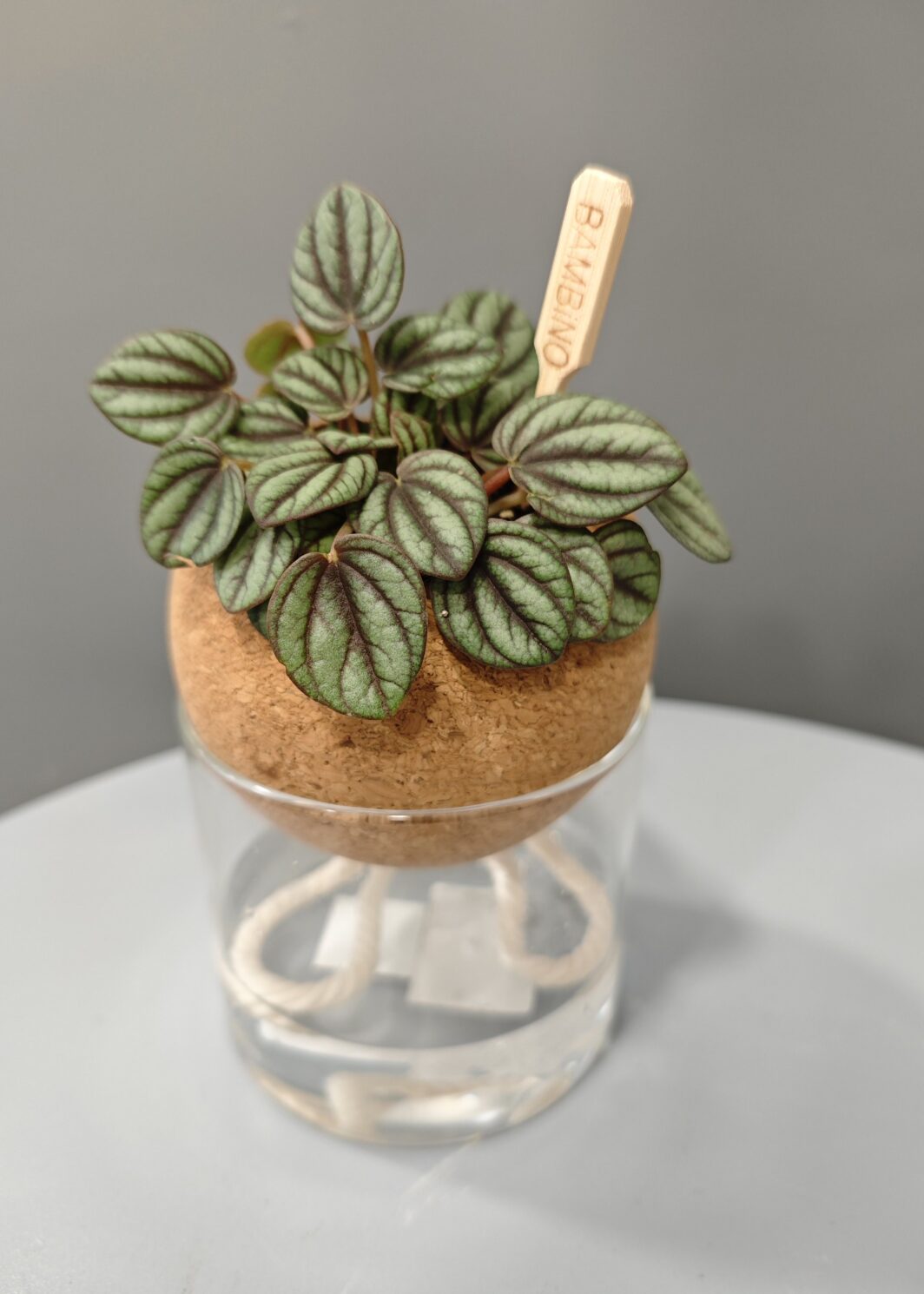 Peperomia en Autorriego