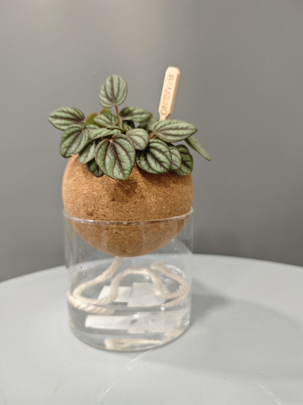 Peperomia en Autorriego - Imagen 3