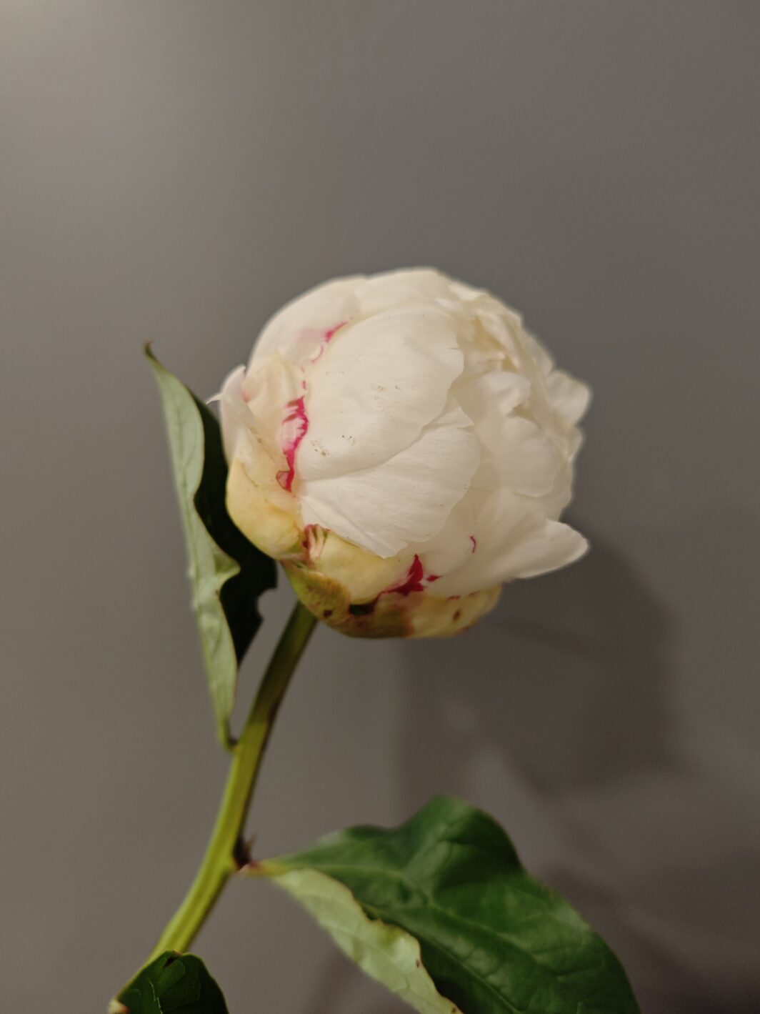 Peonía blanca