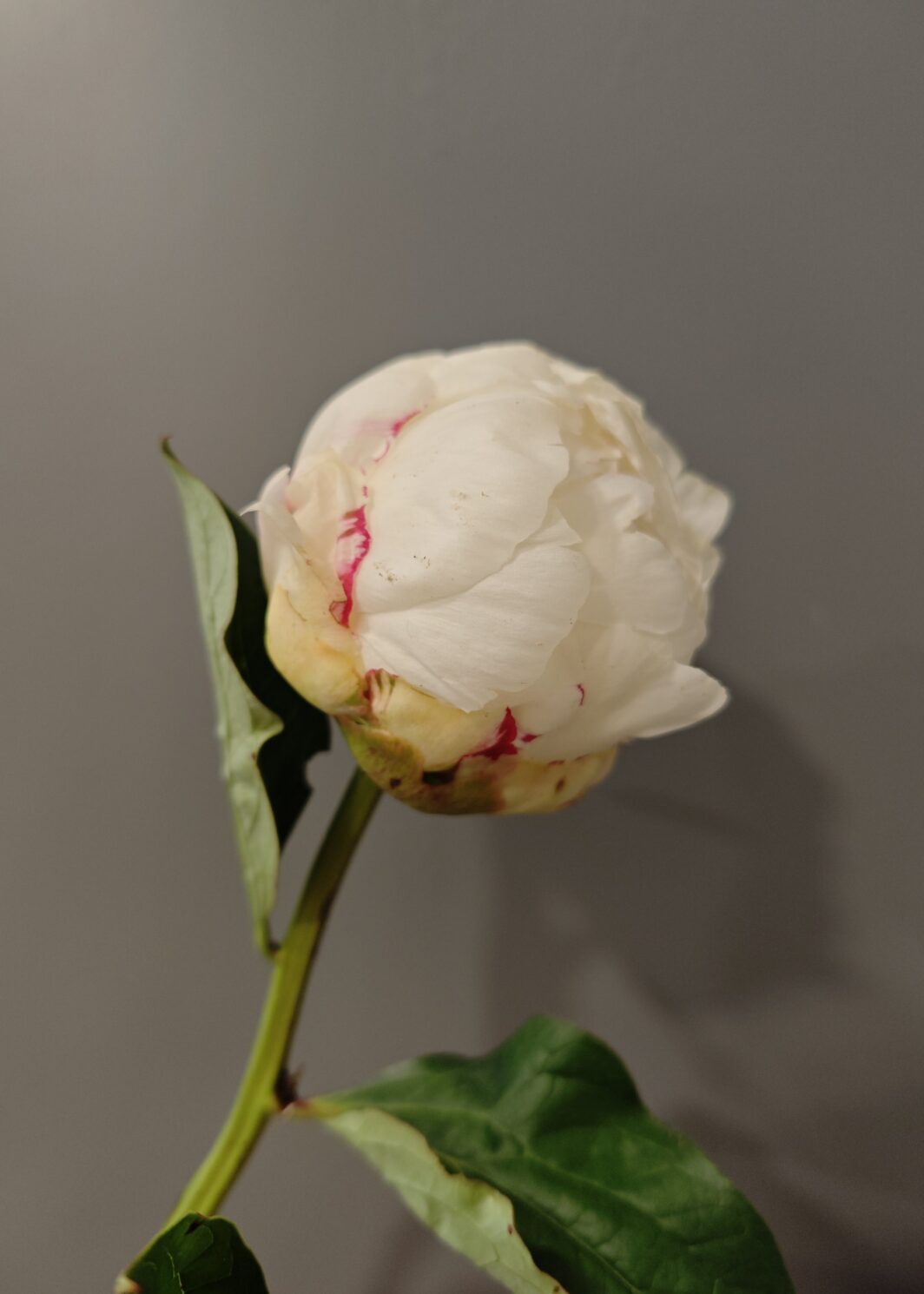 Peonía blanca