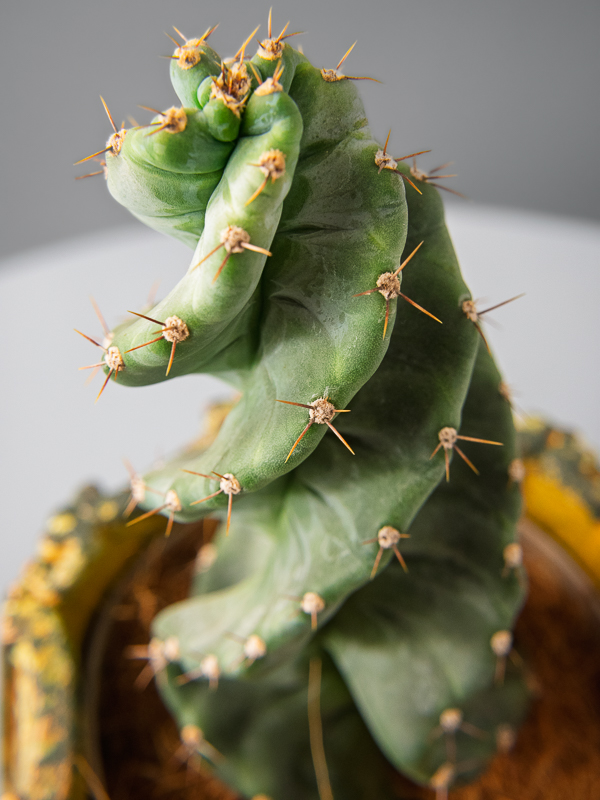 Cactus Cereus