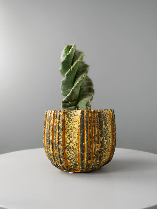 Cactus Cereus
