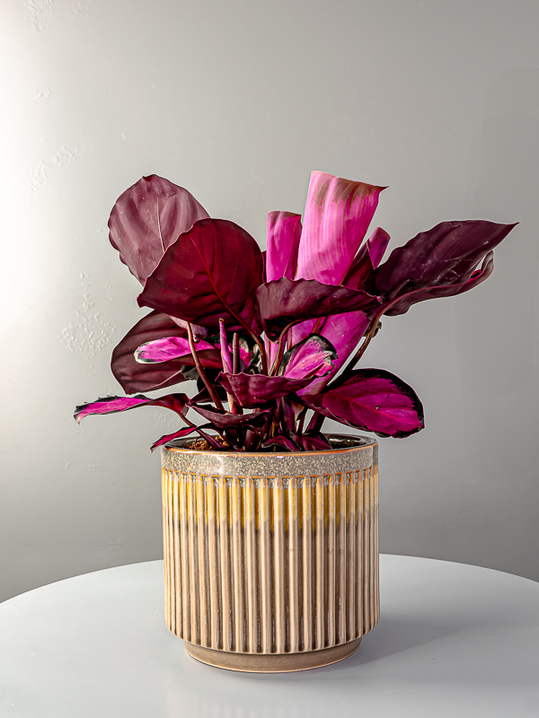 Calathea Roseopicta